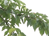 Trường học khỏa thân - Phần 2